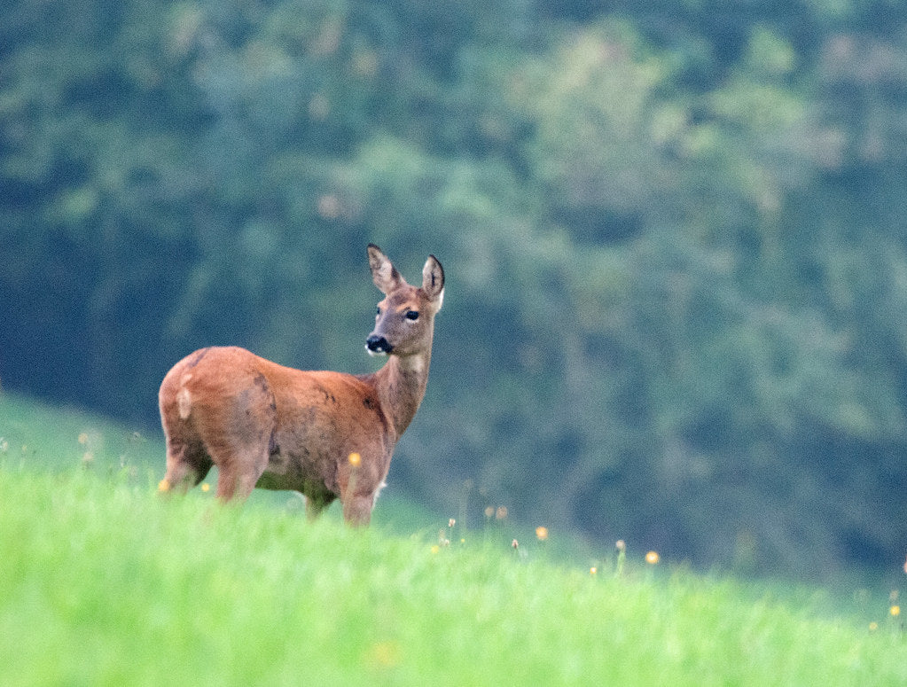 The Enigmatic Beauty of Cotswolds' Deer: Graceful Wanderers of the Countryside